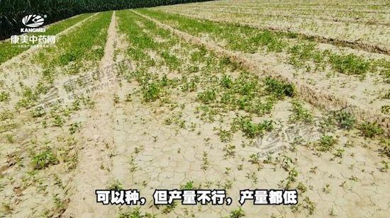 安國北跑藥廠最新招聘啟事，安國北跑藥廠最新招聘啟事，職位空缺及申請指南