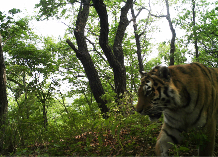 汪清虎豹公園最新消息，汪清虎豹公園最新動態(tài)概覽