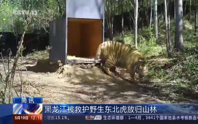 官方回應(yīng)東北虎進黑龍江一村，人與自然的和諧共處之道，官方回應(yīng)東北虎進村事件，探索人與自然的和諧共處之道