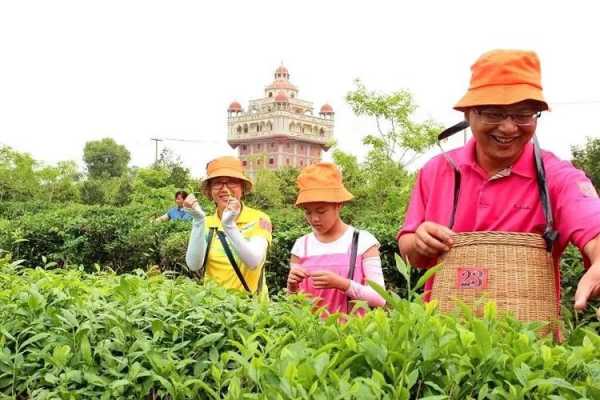 茶園招聘信息最新消息，探索茶葉產業(yè)的繁榮與機遇，茶園最新招聘信息揭秘，茶葉產業(yè)的繁榮與職業(yè)機遇探索