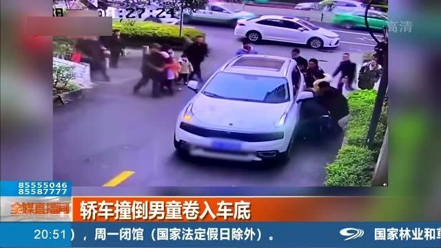 四川一小熊貓疑被車輛撞倒，悲劇背后的反思與呼喚保護(hù)意識的覺醒，四川小熊貓被撞悲劇引發(fā)反思，呼喚保護(hù)意識的覺醒