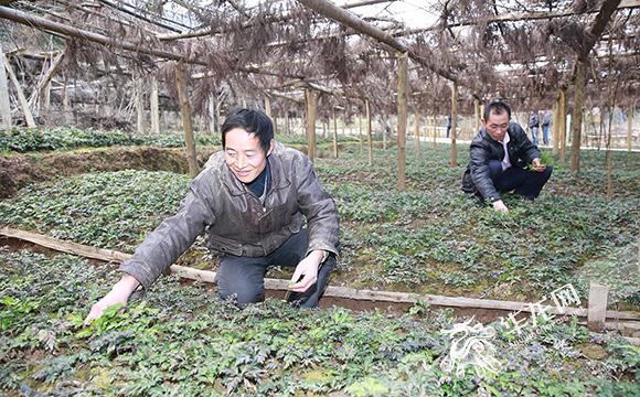 黃蓮的最新價格及其市場趨勢分析，黃蓮最新價格走勢與市場趨勢分析