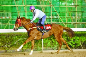 關(guān)于澳門特馬今晚開獎的討論與警示，澳門特馬今晚開獎討論及警示