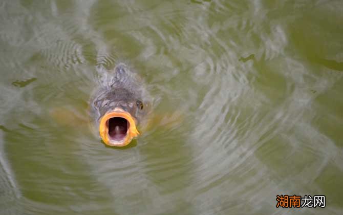 鯉魚吐口水之謎，探尋背后的原因與意義，鯉魚吐口水之謎，探尋背后的原因及其意義