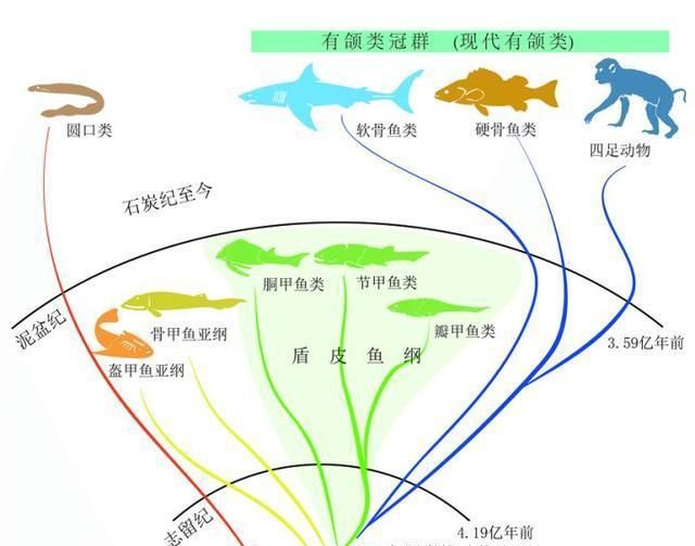 魚(yú)類進(jìn)化論的爭(zhēng)議，歷史、現(xiàn)狀與展望，魚(yú)類進(jìn)化論的爭(zhēng)議，歷史沿革、現(xiàn)狀審視與未來(lái)展望