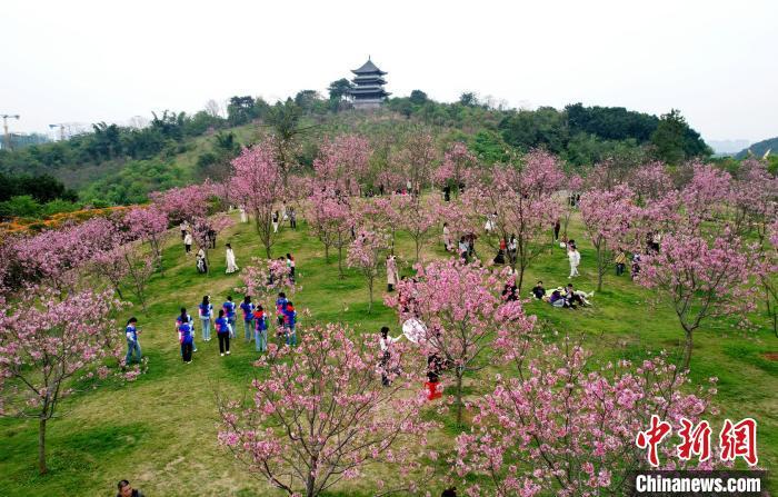 最新春景圖片，綻放的生命與無限的希望，春景綻放，生命新綠與無限希望之美圖