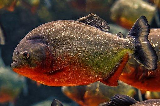 食人魚最新動態(tài)，探究其生態(tài)習(xí)性、人工飼養(yǎng)及保護(hù)意義，食人魚最新動態(tài)揭秘，生態(tài)習(xí)性、人工飼養(yǎng)與保護(hù)價值探究