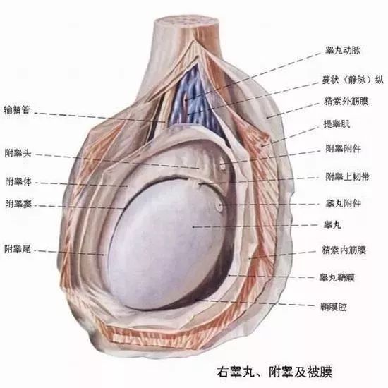 一側(cè)睪丸痛的原因及應(yīng)對方法，一側(cè)睪丸痛的原因與應(yīng)對方法解析