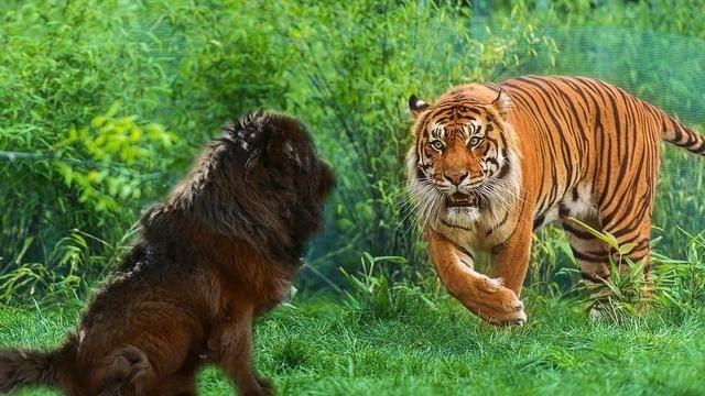 杭州動物園門票價格詳解，杭州動物園門票價格全解析