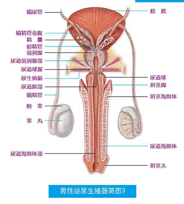 男性泌尿系統(tǒng)，功能與健康的守護，男性泌尿系統(tǒng)功能與健康守護之道