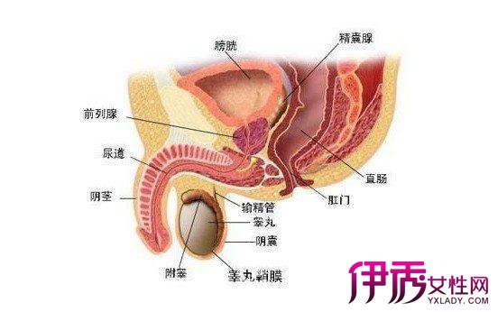 男性尿道口發(fā)黑的原因及其影響，男性尿道口發(fā)黑的原因與影響分析