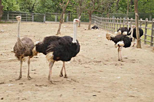 野生動(dòng)物園優(yōu)惠政策，60歲以上的老年人是否享受優(yōu)惠？，野生動(dòng)物園優(yōu)惠政策，60歲以上老年人是否享受優(yōu)惠？