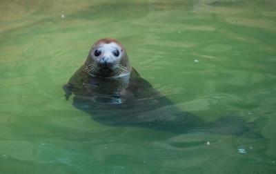 濟(jì)南野生動(dòng)物園，自然與動(dòng)物的和諧樂章，濟(jì)南野生動(dòng)物園，自然與動(dòng)物的和諧交響樂章