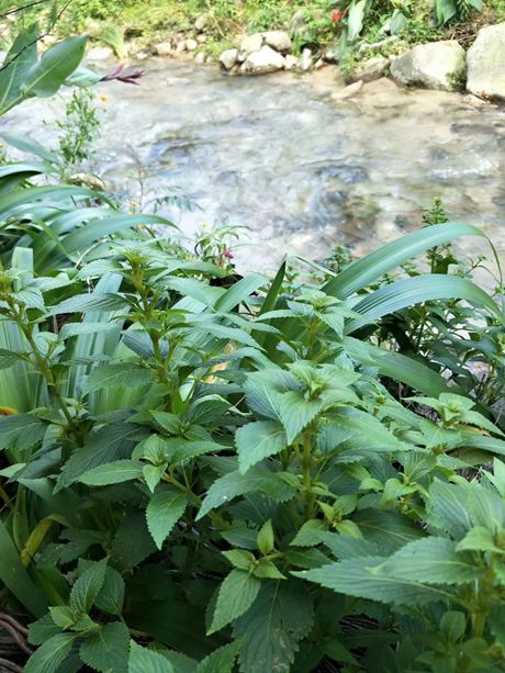 溪黃草，揭示其獨(dú)特的功效與作用，溪黃草，獨(dú)特功效與作用揭秘