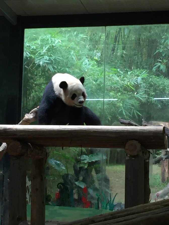 長隆動物園一日游攻略，長隆動物園一日游攻略詳解