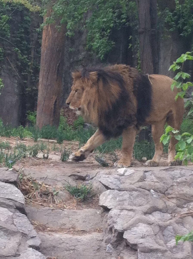 北京動(dòng)物園攻略一日游，探索動(dòng)物王國的精彩之旅，北京動(dòng)物園一日游攻略，探索動(dòng)物王國的精彩探險(xiǎn)之旅